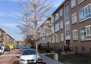 In de afgelopen weken zijn 68 nieuwe bomen geplant in de Van Ostadelaan en Van Dijcklaan. Deze nieuwe aanplant is onderdeel van het herinrichtingsplan van de beide straten in Rijswijk.     Nieuw uiterlijk straten De gemeente Rijswijk heeft samen met woningcorporatie Vidomes in de afgelopen periode hard gewerkt aan het nieuwe uiterlijk van de Van Ostadelaan en Van Dijcklaan, zowel boven als onder de grond. De wijk dateert uit de jaren 30 van de vorige eeuw. Beide straten zijn opnieuw ingericht met het aanpla