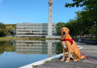 Hond poseert voor het Huis van de stad in Rijswijk.